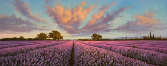 Lavender fields