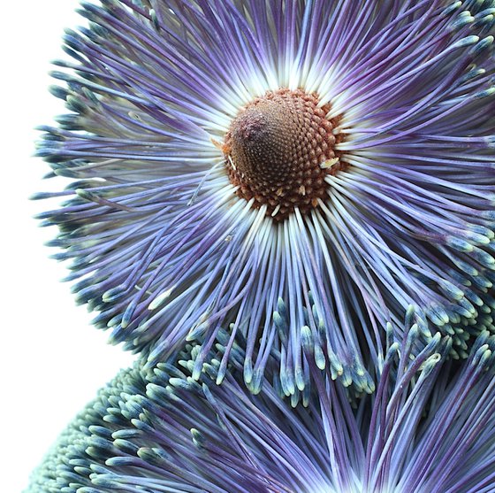 Paramour Banksia