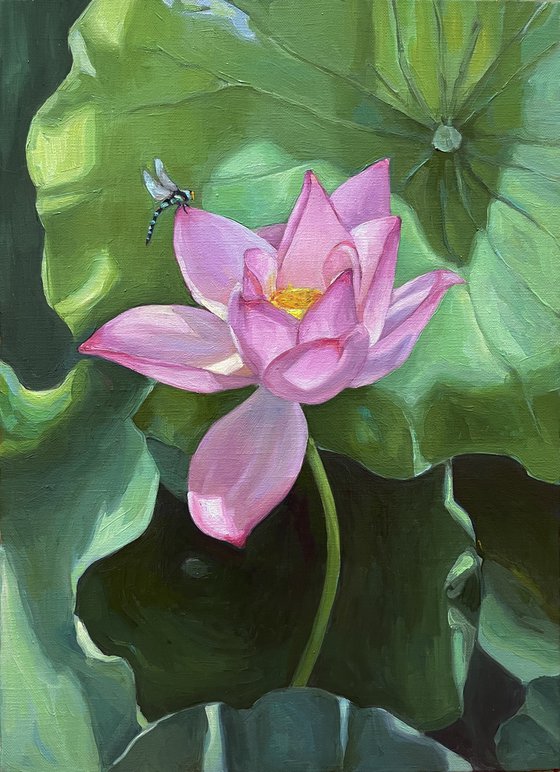 Lotus pink flower