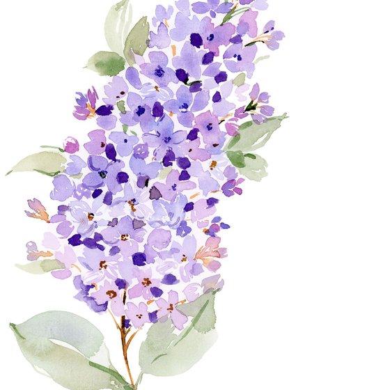 Tender Lilac watercolor