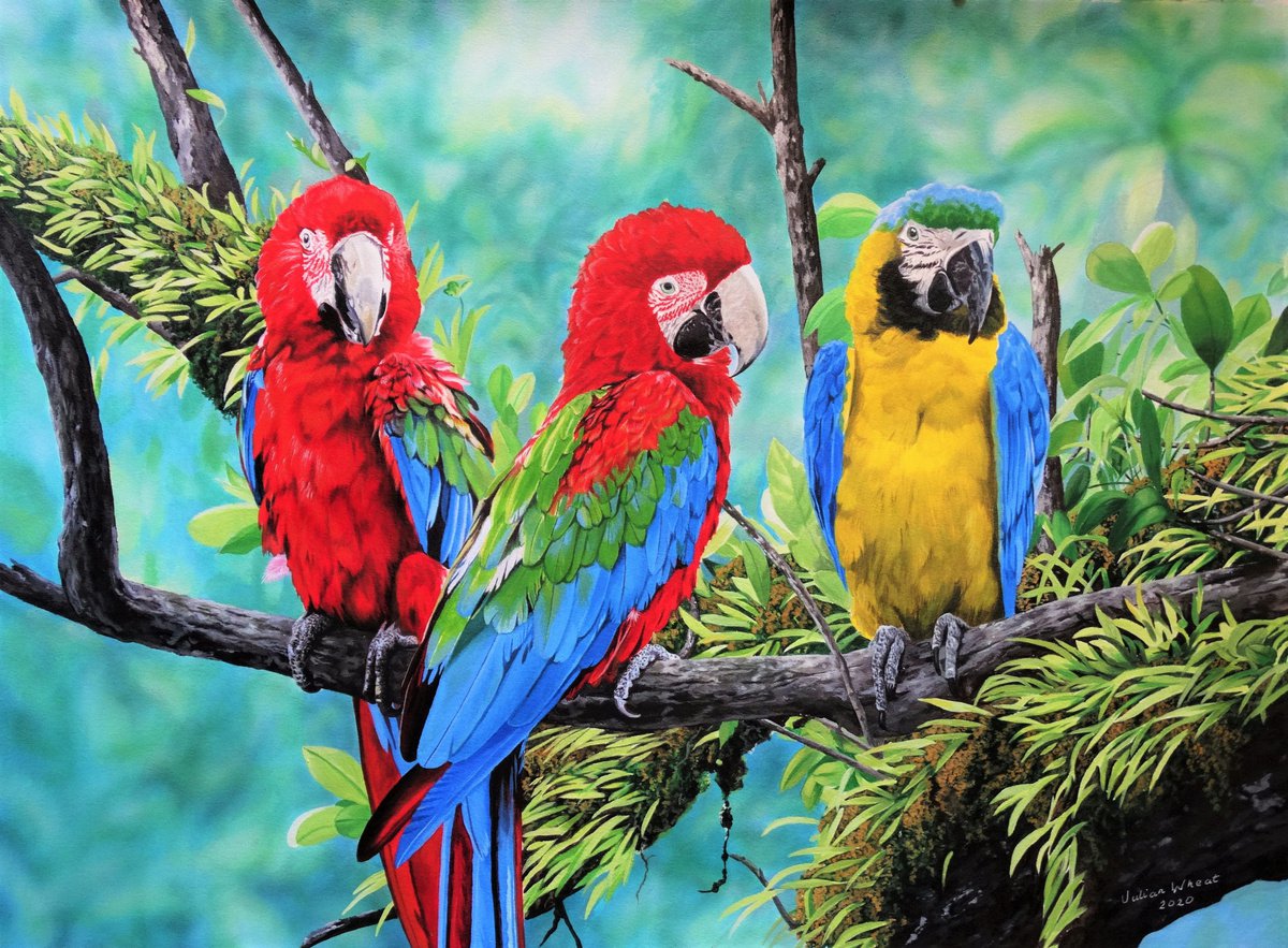Green winged Macaws and Blue and Yellow Macaw by Julian Wheat