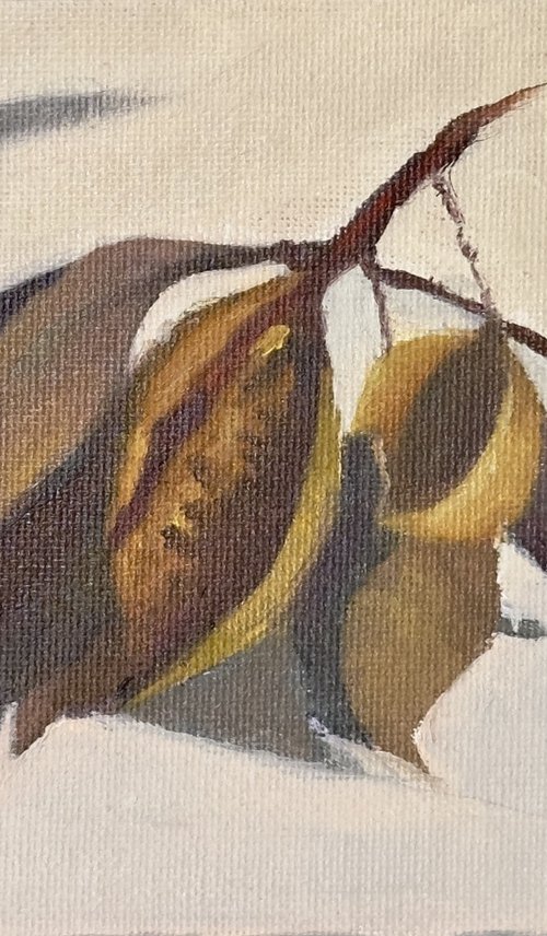Seed Pods by Elizabeth B. Tucker