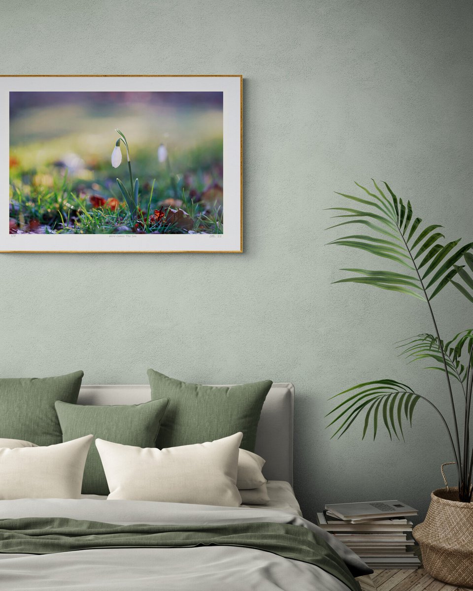 Here Comes The Sun - art photo of a snowdrop flower, limited edition giclee print by Inna Etuvgi