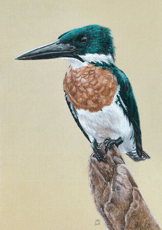 Original pastel drawing "Amazon kingfisher"