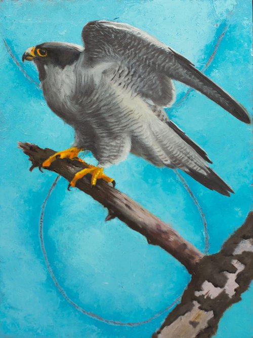 Peregrine Falcon by Rebeca Fuchs