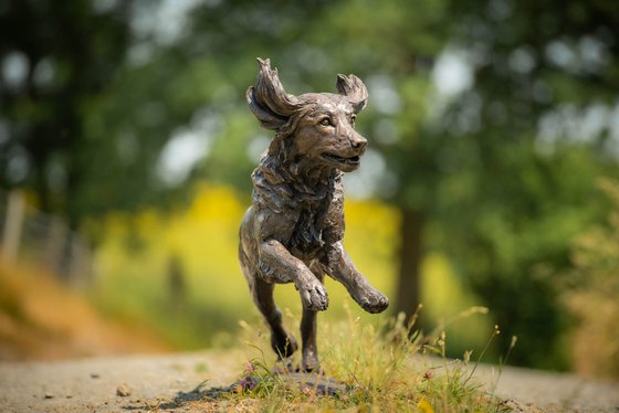 Running Working Spaniel BR