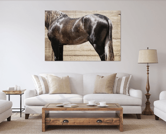 ANDALUCIAN STALLION