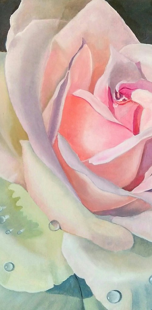 Rose by Yulia Berseneva