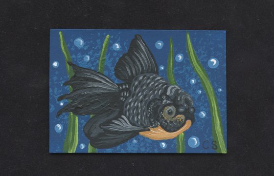 ACEO ATC Original Miniature Painting Blue Black Oranda Goldfish Pet Art-Carla Smale