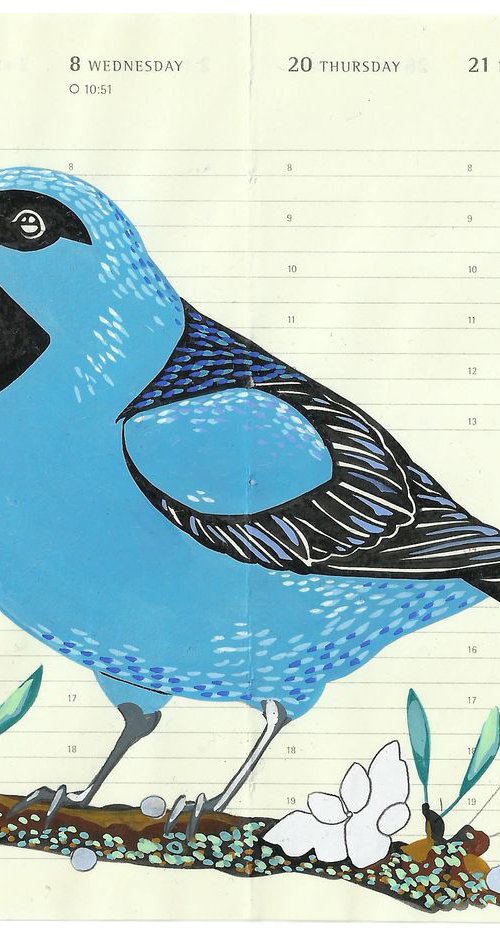 Birds of South America: Blue Dacnis by Fran Giffard