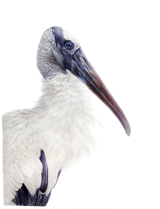 Wood Stork Watercolor Portrait