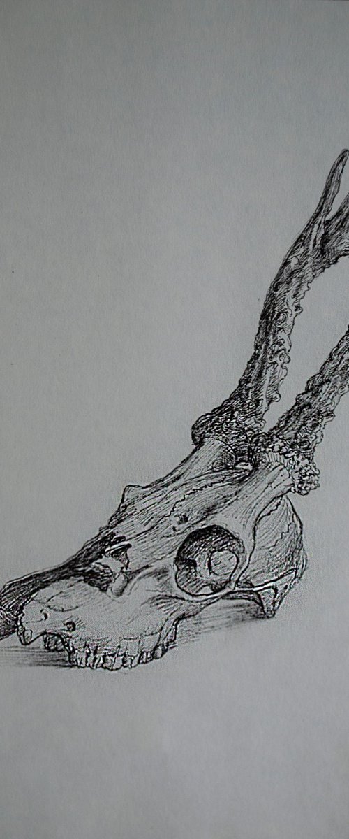 Deer skull 2 - Memento mori by Nikola Ivanovic