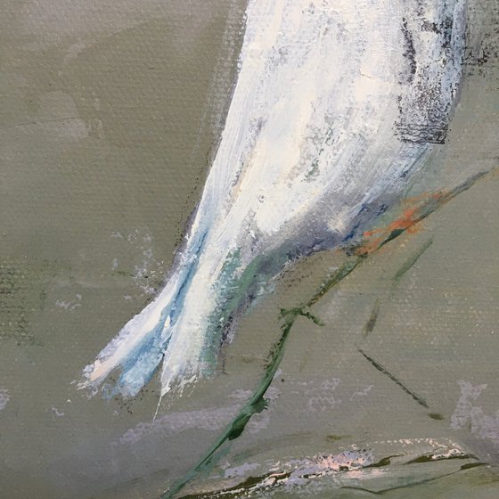 White, White Dove