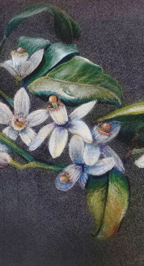 Orange blossom by Oksana Siciliana