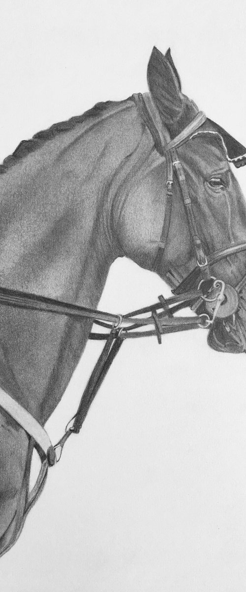 Horse by Amelia Taylor
