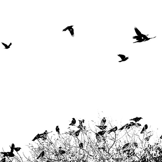 Crows Ascending -  24 x 36"
