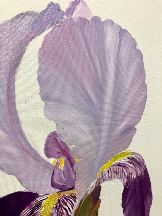 Iris flower spring, garden, botanical