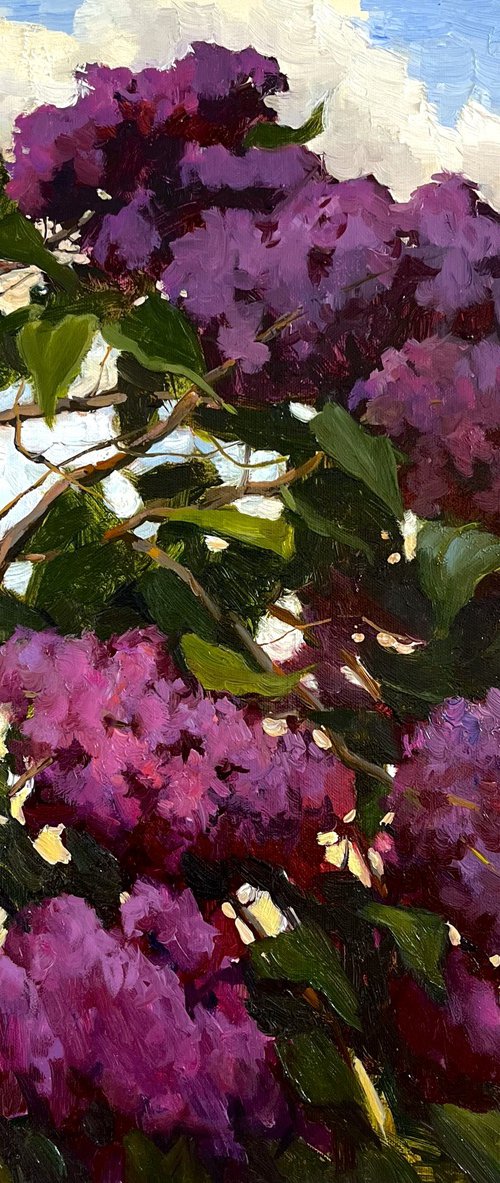 Blooming Lilac Bush by Evgeniia Mekhova