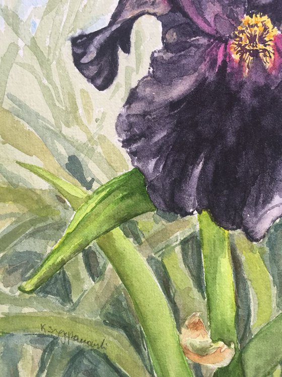 Black iris