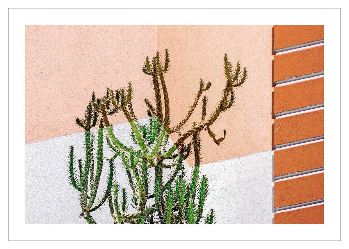 Geometric Botanical Photograph By Beata Podwysocka, 28 X 20, Wallscape 149, Original Artwork