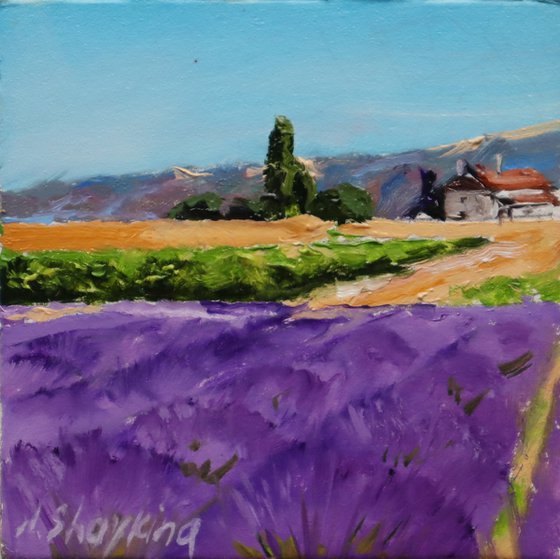 Lavender Fields Scene