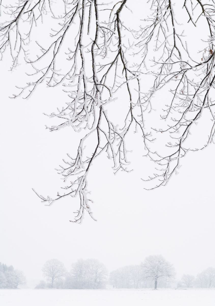Frosty Branches. (42x59cm) by Tom Hanslien