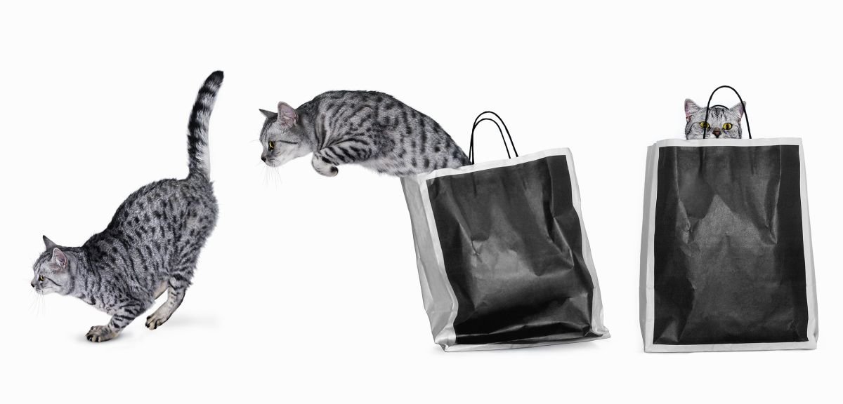 Cat out of the bag by Gandee Vasan
