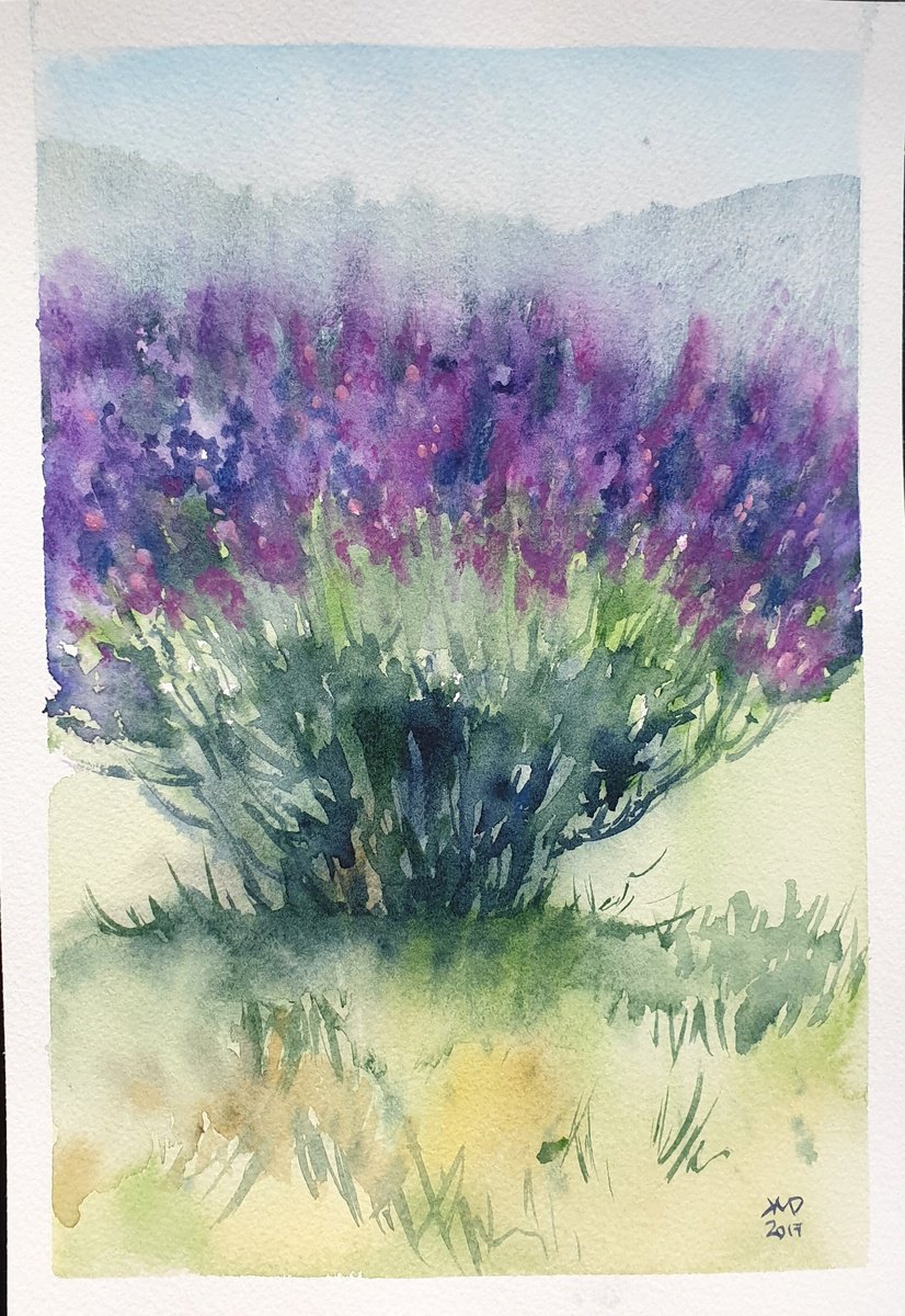 Impressionistic Botanical Drawing By Ksenia June, 7 X 10", French Lavender Plant, Original Artwork