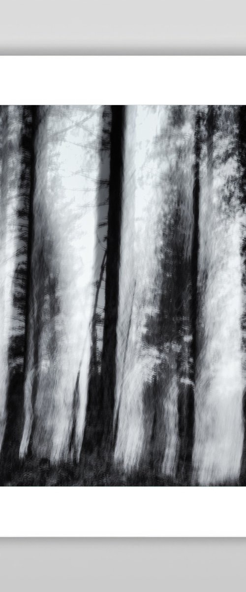 Conifers (studio 6) - 10" by Karim Carella