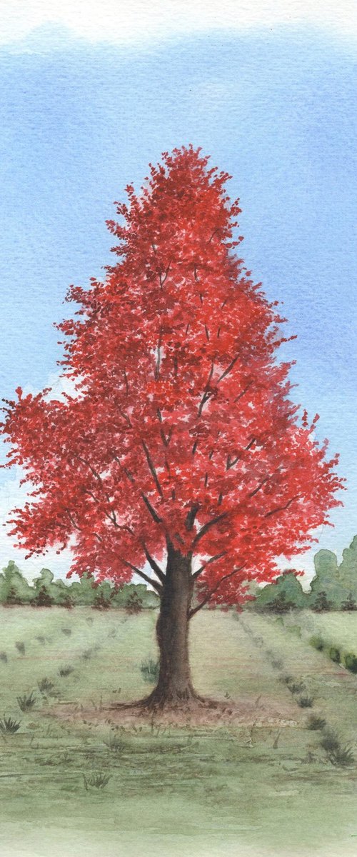 Red Maple Tree by Shweta  Mahajan