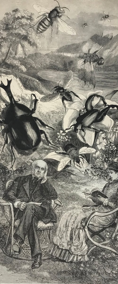 Beetle, dragonfly, wasp by Tudor Evans