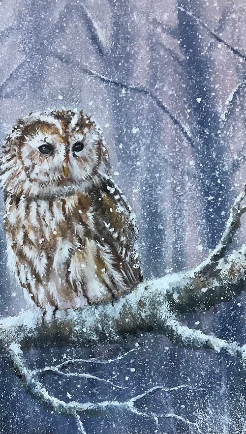Tawny Owl Winter scene by Darren Carey