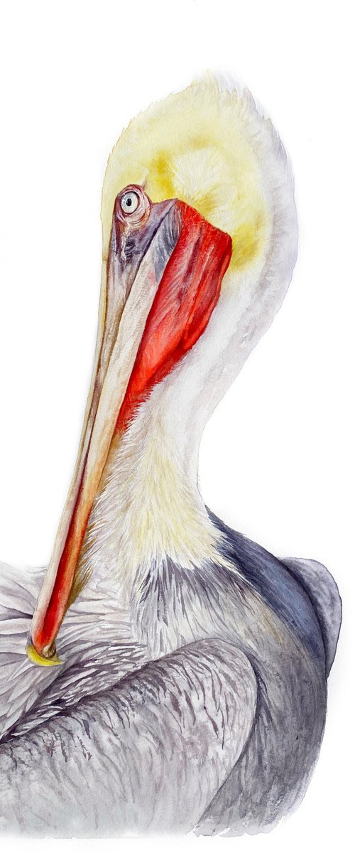 Brown Pelican Portrait by Tetiana Savchenko