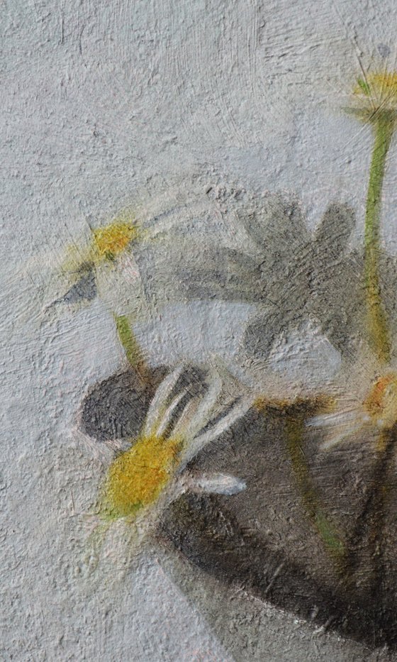 Daisies in the Morning Light