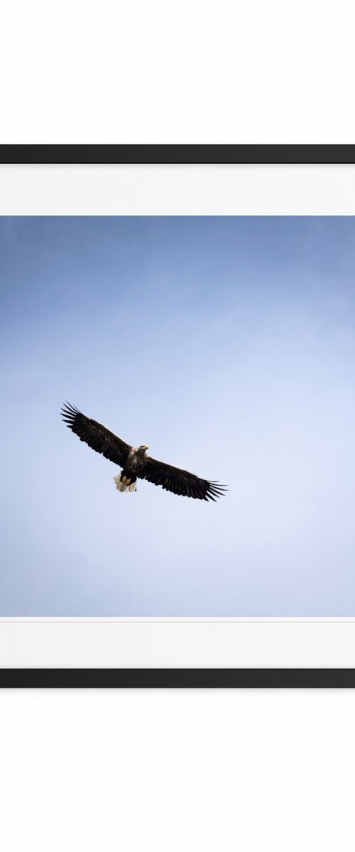 THE EAGLE by Fabio Accorrà