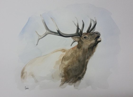 Bull Elk