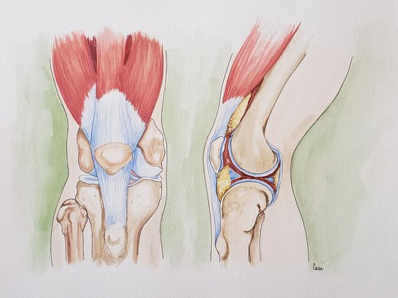 Anatomy - The Knee II