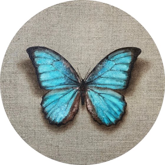 “Impermanent life” #19 Blue Morpho Menelaus butterfly