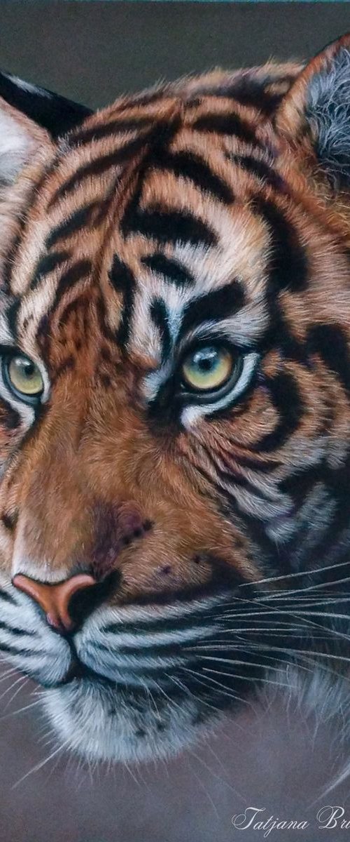 Attentive look by Tatjana Bril