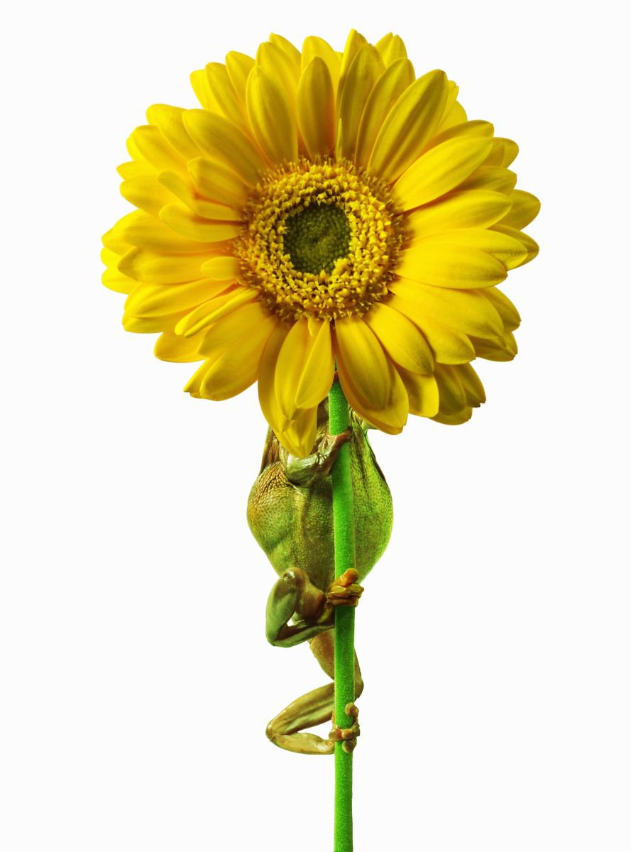 Photorealistic Abstract Photograph By Gandee Vasan, 17 X 23, Flowering, Original Artwork