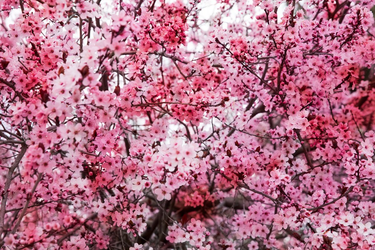 Impressionistic Photograph , Romantic Sakura I (Samsung Tv Artwork) By Viet Ha Tran, 24 X 16, Artwork For Sale On Artfinder