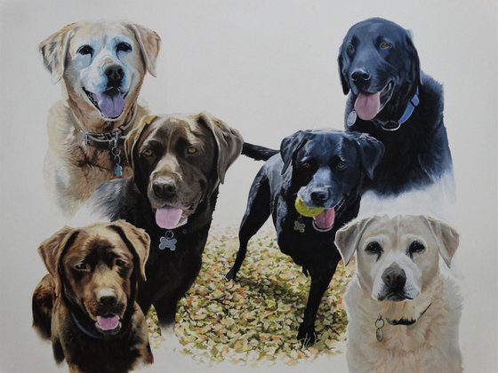 Six Labradors