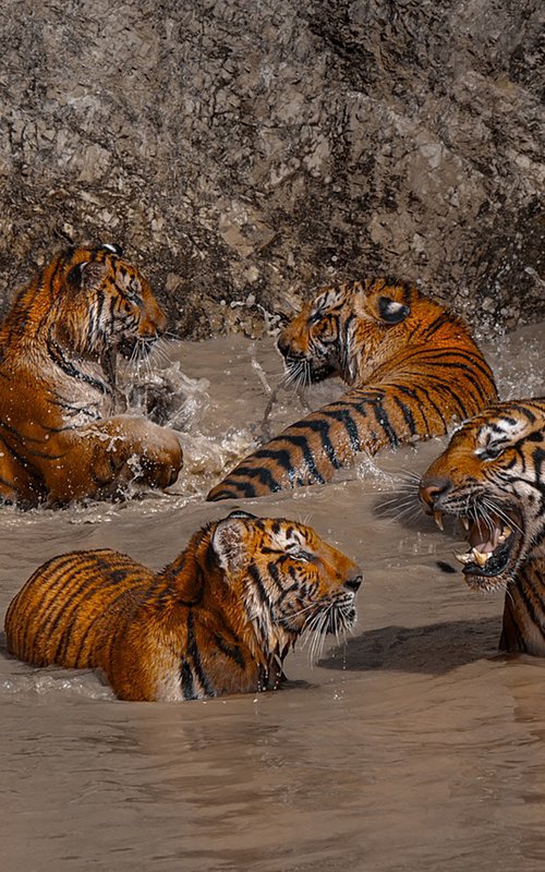 Four Tigers in the Wild by MINDIA MIDELASHVILI