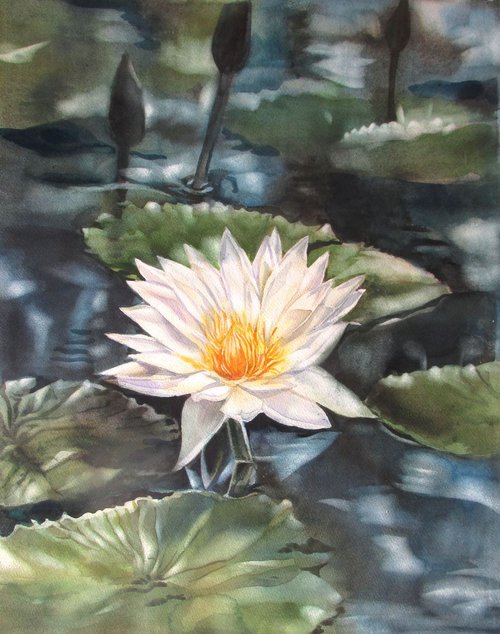 Moonlit water lily by Alfred  Ng