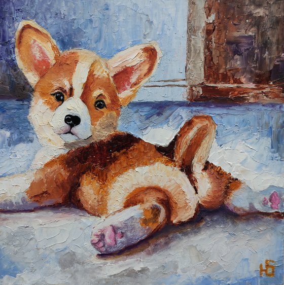 Corgi puppy