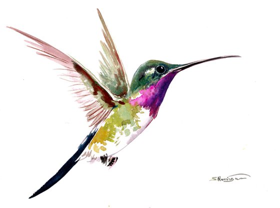 Hummingbird