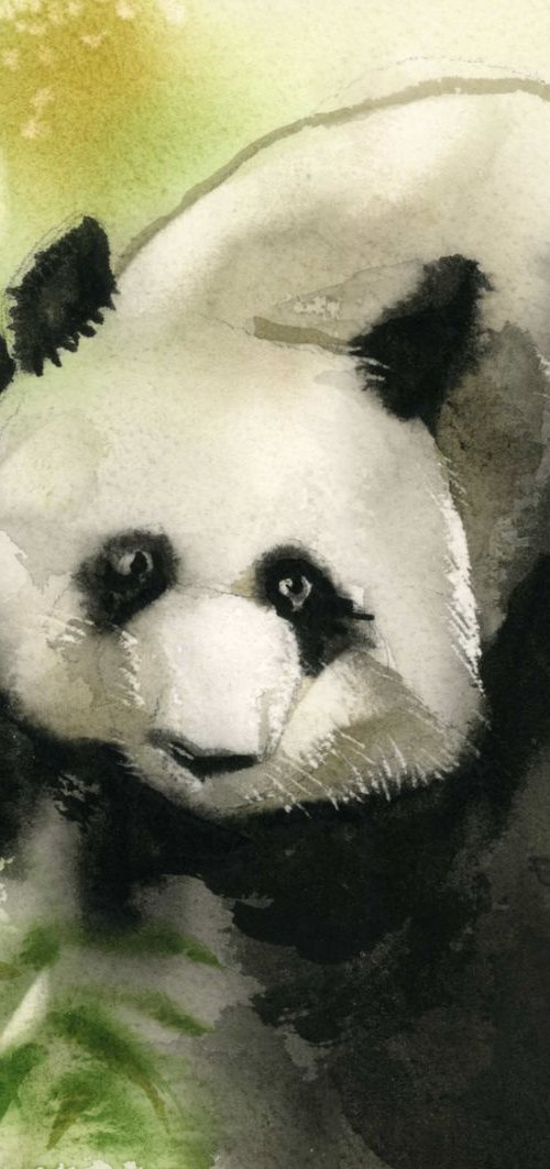 baby panda by Alfred  Ng