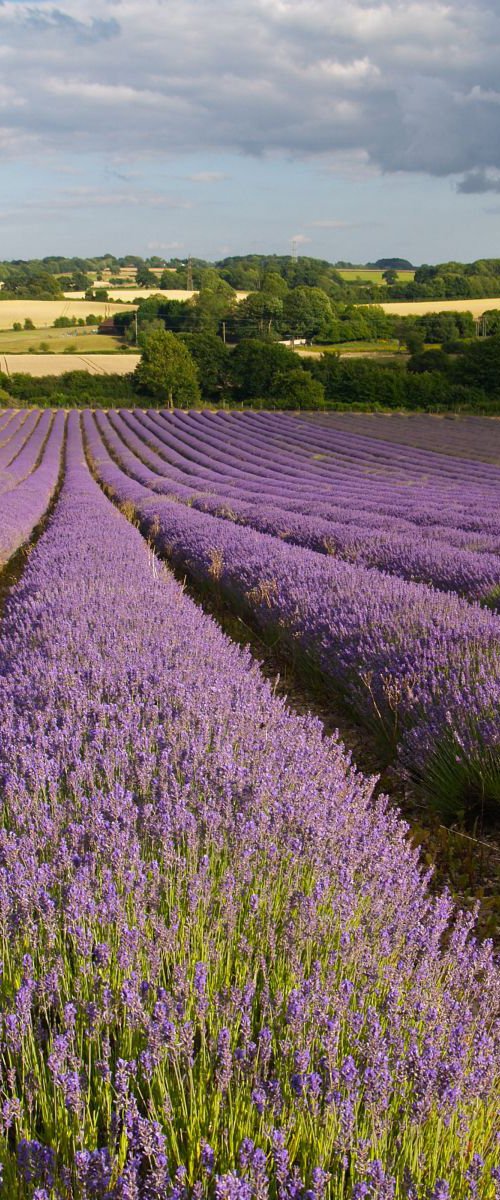 Evening Lavender by Alex Cassels