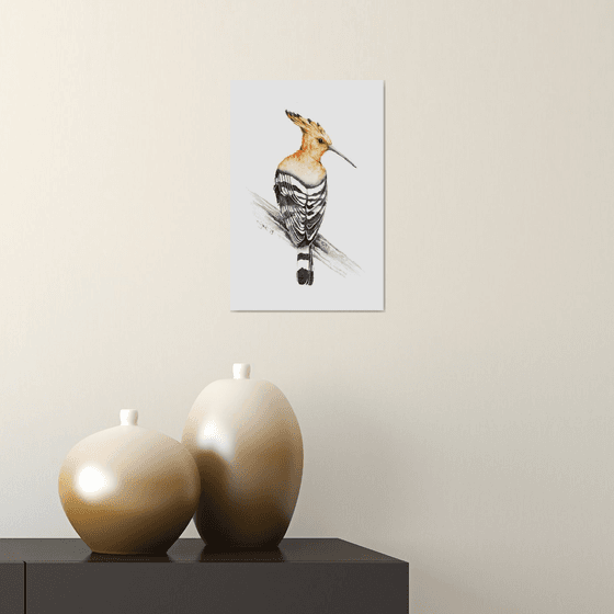 Hoopoe portrait,  birds, wildlife watercolours