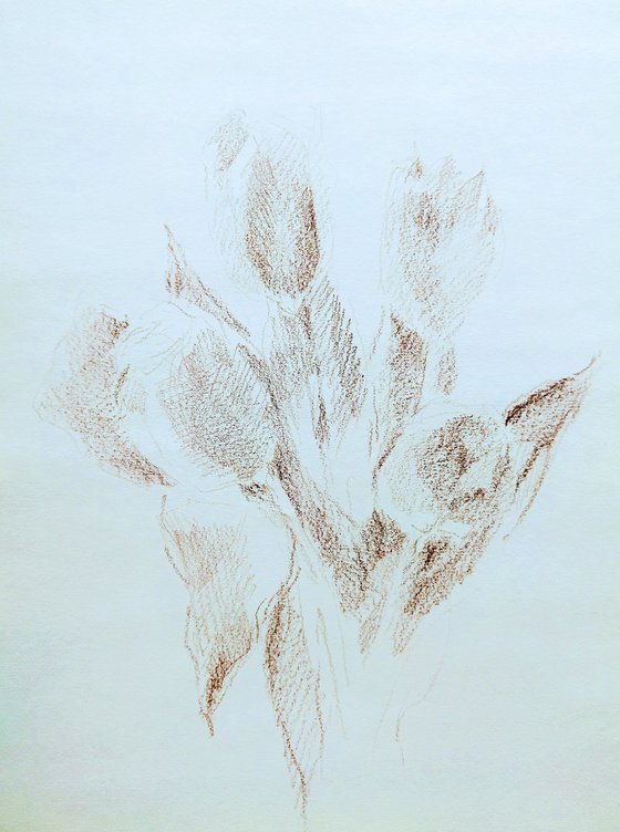 Tulipes #5. Original pencil drawing.